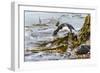 Rockhopper Penguin Climbing down the cliffs to jump into the sea. Falkland Islands-Martin Zwick-Framed Photographic Print