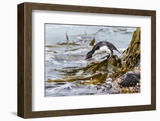 Rockhopper Penguin Climbing down the cliffs to jump into the sea. Falkland Islands-Martin Zwick-Framed Photographic Print