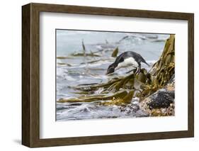 Rockhopper Penguin Climbing down the cliffs to jump into the sea. Falkland Islands-Martin Zwick-Framed Photographic Print