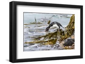 Rockhopper Penguin Climbing down the cliffs to jump into the sea. Falkland Islands-Martin Zwick-Framed Photographic Print