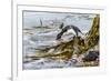 Rockhopper Penguin Climbing down the cliffs to jump into the sea. Falkland Islands-Martin Zwick-Framed Photographic Print