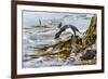 Rockhopper Penguin Climbing down the cliffs to jump into the sea. Falkland Islands-Martin Zwick-Framed Photographic Print