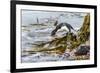 Rockhopper Penguin Climbing down the cliffs to jump into the sea. Falkland Islands-Martin Zwick-Framed Photographic Print