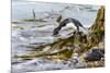 Rockhopper Penguin Climbing down the cliffs to jump into the sea. Falkland Islands-Martin Zwick-Mounted Photographic Print