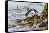 Rockhopper Penguin Climbing down the cliffs to jump into the sea. Falkland Islands-Martin Zwick-Framed Stretched Canvas