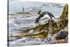 Rockhopper Penguin Climbing down the cliffs to jump into the sea. Falkland Islands-Martin Zwick-Stretched Canvas