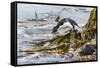 Rockhopper Penguin Climbing down the cliffs to jump into the sea. Falkland Islands-Martin Zwick-Framed Stretched Canvas