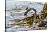 Rockhopper Penguin Climbing down the cliffs to jump into the sea. Falkland Islands-Martin Zwick-Stretched Canvas