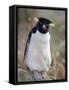 Rockhopper Penguin (Eudyptes Chrysocome Chrysocome), Falkland Islands, South America-null-Framed Stretched Canvas