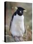 Rockhopper Penguin (Eudyptes Chrysocome Chrysocome), Falkland Islands, South America-null-Stretched Canvas