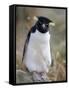 Rockhopper Penguin (Eudyptes Chrysocome Chrysocome), Falkland Islands, South America-null-Framed Stretched Canvas