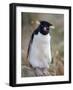 Rockhopper Penguin (Eudyptes Chrysocome Chrysocome), Falkland Islands, South America-null-Framed Photographic Print