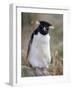 Rockhopper Penguin (Eudyptes Chrysocome Chrysocome), Falkland Islands, South America-null-Framed Photographic Print