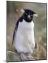 Rockhopper Penguin (Eudyptes Chrysocome Chrysocome), Falkland Islands, South America-null-Mounted Photographic Print