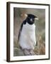 Rockhopper Penguin (Eudyptes Chrysocome Chrysocome), Falkland Islands, South America-null-Framed Photographic Print