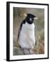 Rockhopper Penguin (Eudyptes Chrysocome Chrysocome), Falkland Islands, South America-null-Framed Photographic Print