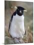 Rockhopper Penguin (Eudyptes Chrysocome Chrysocome), Falkland Islands, South America-null-Mounted Photographic Print