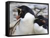 Rockhopper Penguin (Eudyptes Chrysocome) Courtship Behaviour, Rockhopper Point, Sea Lion Island-Eleanor Scriven-Framed Stretched Canvas