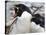 Rockhopper Penguin (Eudyptes Chrysocome) Courtship Behaviour, Rockhopper Point, Sea Lion Island-Eleanor Scriven-Stretched Canvas
