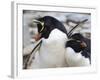 Rockhopper Penguin (Eudyptes Chrysocome) Courtship Behaviour, Rockhopper Point, Sea Lion Island-Eleanor Scriven-Framed Photographic Print