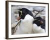 Rockhopper Penguin (Eudyptes Chrysocome) Courtship Behaviour, Rockhopper Point, Sea Lion Island-Eleanor Scriven-Framed Photographic Print