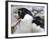 Rockhopper Penguin (Eudyptes Chrysocome) Courtship Behaviour, Rockhopper Point, Sea Lion Island-Eleanor Scriven-Framed Photographic Print