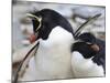 Rockhopper Penguin (Eudyptes Chrysocome) Courtship Behaviour, Rockhopper Point, Sea Lion Island-Eleanor Scriven-Mounted Photographic Print