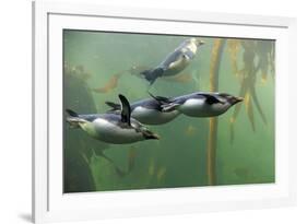 Rockhopper Penguin (Eudyptes chrysocome) four adults, swimming in kelp forest, June (captive)-Jurgen & Christine Sohns-Framed Photographic Print