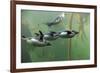 Rockhopper Penguin (Eudyptes chrysocome) four adults, swimming in kelp forest, June (captive)-Jurgen & Christine Sohns-Framed Photographic Print