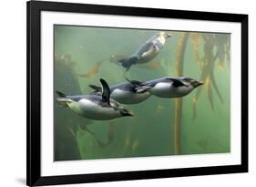 Rockhopper Penguin (Eudyptes chrysocome) four adults, swimming in kelp forest, June (captive)-Jurgen & Christine Sohns-Framed Photographic Print