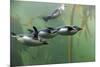 Rockhopper Penguin (Eudyptes chrysocome) four adults, swimming in kelp forest, June (captive)-Jurgen & Christine Sohns-Mounted Photographic Print