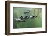 Rockhopper Penguin (Eudyptes chrysocome) four adults, swimming in kelp forest, June (captive)-Jurgen & Christine Sohns-Framed Premium Photographic Print