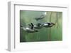 Rockhopper Penguin (Eudyptes chrysocome) four adults, swimming in kelp forest, June (captive)-Jurgen & Christine Sohns-Framed Premium Photographic Print