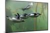 Rockhopper Penguin (Eudyptes chrysocome) four adults, swimming in kelp forest, June (captive)-Jurgen & Christine Sohns-Mounted Premium Photographic Print