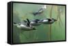 Rockhopper Penguin (Eudyptes chrysocome) four adults, swimming in kelp forest, June (captive)-Jurgen & Christine Sohns-Framed Stretched Canvas