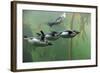 Rockhopper Penguin (Eudyptes chrysocome) four adults, swimming in kelp forest, June (captive)-Jurgen & Christine Sohns-Framed Photographic Print