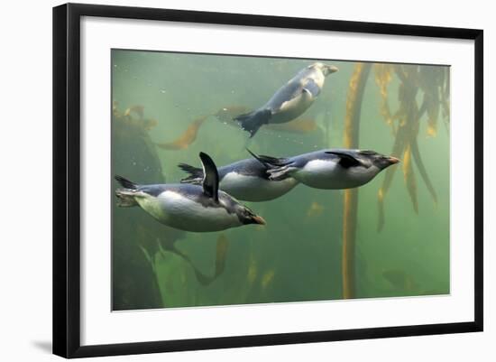 Rockhopper Penguin (Eudyptes chrysocome) four adults, swimming in kelp forest, June (captive)-Jurgen & Christine Sohns-Framed Photographic Print