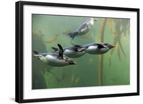 Rockhopper Penguin (Eudyptes chrysocome) four adults, swimming in kelp forest, June (captive)-Jurgen & Christine Sohns-Framed Photographic Print