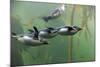 Rockhopper Penguin (Eudyptes chrysocome) four adults, swimming in kelp forest, June (captive)-Jurgen & Christine Sohns-Mounted Photographic Print