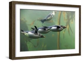 Rockhopper Penguin (Eudyptes chrysocome) four adults, swimming in kelp forest, June (captive)-Jurgen & Christine Sohns-Framed Photographic Print