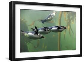 Rockhopper Penguin (Eudyptes chrysocome) four adults, swimming in kelp forest, June (captive)-Jurgen & Christine Sohns-Framed Photographic Print