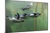 Rockhopper Penguin (Eudyptes chrysocome) four adults, swimming in kelp forest, June (captive)-Jurgen & Christine Sohns-Mounted Photographic Print