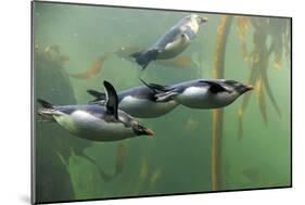 Rockhopper Penguin (Eudyptes chrysocome) four adults, swimming in kelp forest, June (captive)-Jurgen & Christine Sohns-Mounted Photographic Print