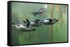 Rockhopper Penguin (Eudyptes chrysocome) four adults, swimming in kelp forest, June (captive)-Jurgen & Christine Sohns-Framed Stretched Canvas