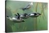 Rockhopper Penguin (Eudyptes chrysocome) four adults, swimming in kelp forest, June (captive)-Jurgen & Christine Sohns-Stretched Canvas