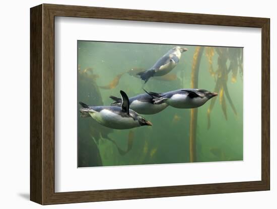 Rockhopper Penguin (Eudyptes chrysocome) four adults, swimming in kelp forest, June (captive)-Jurgen & Christine Sohns-Framed Photographic Print