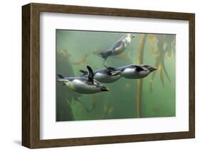Rockhopper Penguin (Eudyptes chrysocome) four adults, swimming in kelp forest, June (captive)-Jurgen & Christine Sohns-Framed Photographic Print