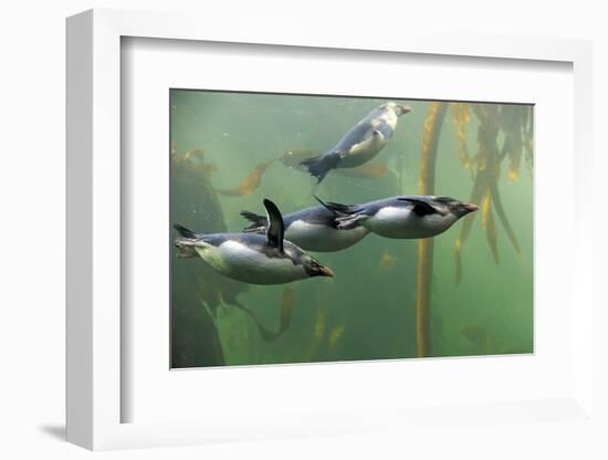 Rockhopper Penguin (Eudyptes chrysocome) four adults, swimming in kelp forest, June (captive)-Jurgen & Christine Sohns-Framed Photographic Print