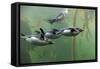 Rockhopper Penguin (Eudyptes chrysocome) four adults, swimming in kelp forest, June (captive)-Jurgen & Christine Sohns-Framed Stretched Canvas