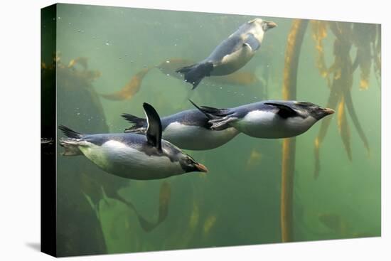 Rockhopper Penguin (Eudyptes chrysocome) four adults, swimming in kelp forest, June (captive)-Jurgen & Christine Sohns-Stretched Canvas